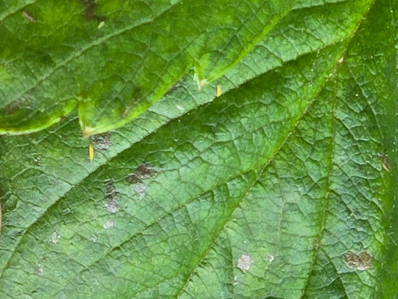 Start With Western Flower Thrips