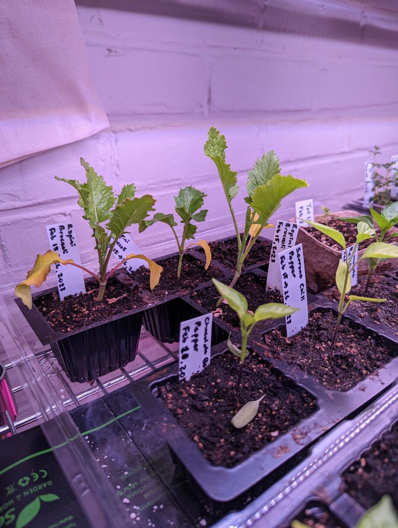 Starting Broccoli Indoors Gives Tennessee Gardeners A Real Edge On Fall Starting Broccoli Indoors Gives Tennessee Gardeners A Real Edge On Fall