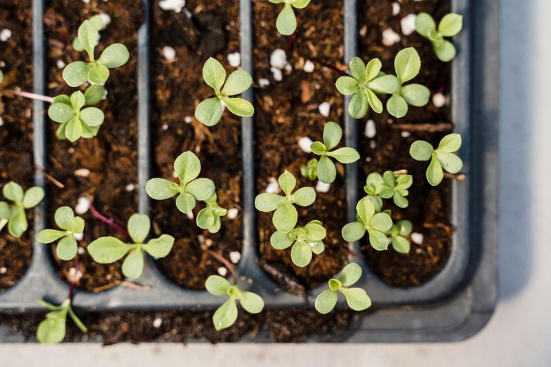 Starting Seeds Indoors Too Late