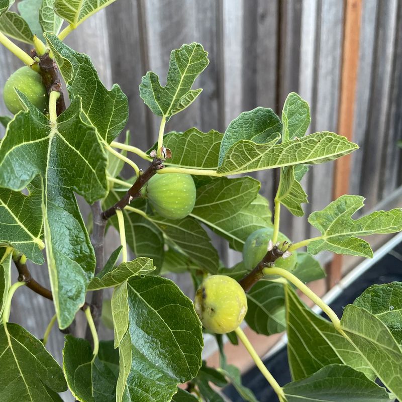 Steady Moisture Supports Better Fruit Size