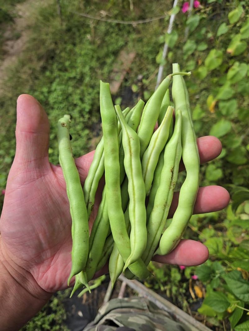 Steady Moisture Supports Better Pods Steady Moisture Supports Better Pods