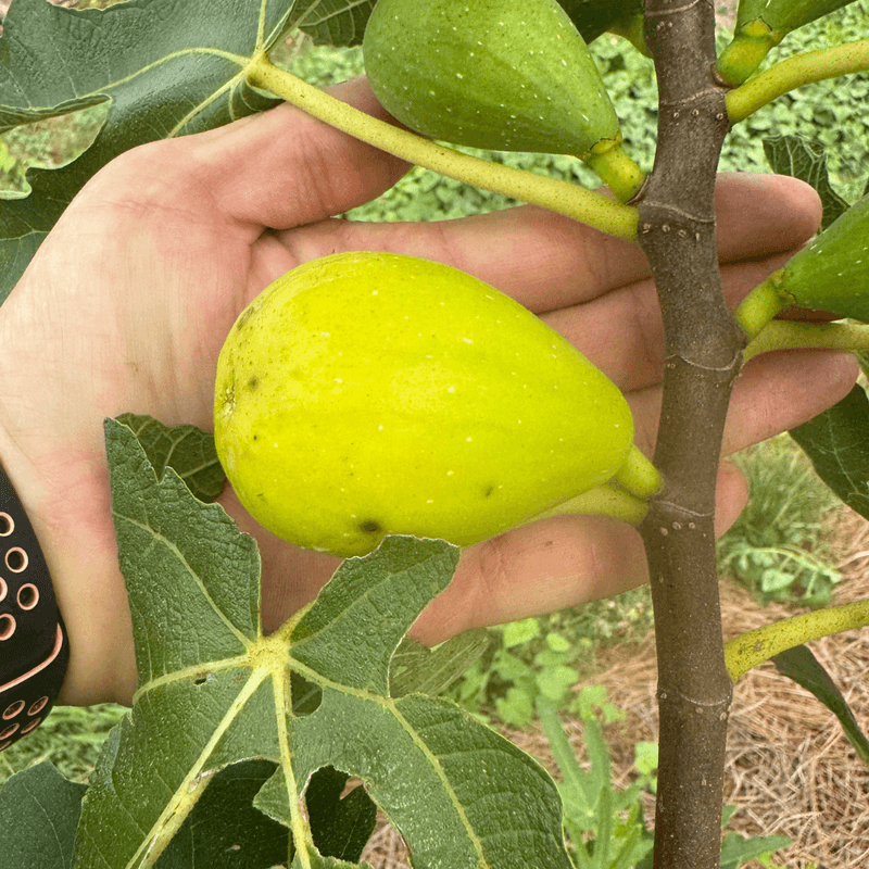 Stella Is Worth Trying In Protected Sites