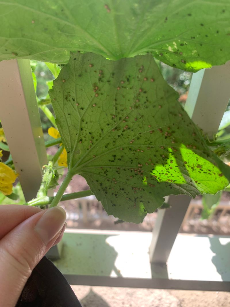 Stem Damage From Pests Cuts Off Water To Cucumber Plants