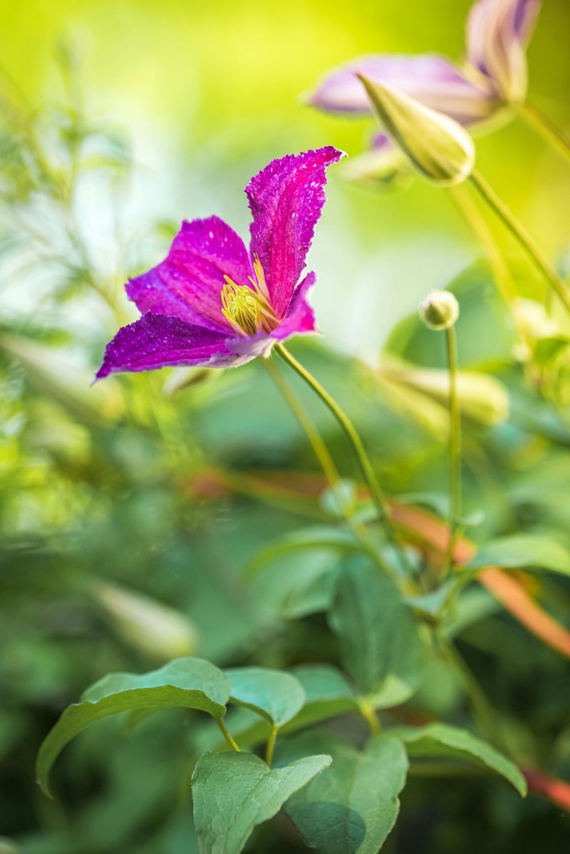 Stems Are Getting Broken By Wind Or Improper Ties Stems Are Getting Broken By Wind Or Improper Ties