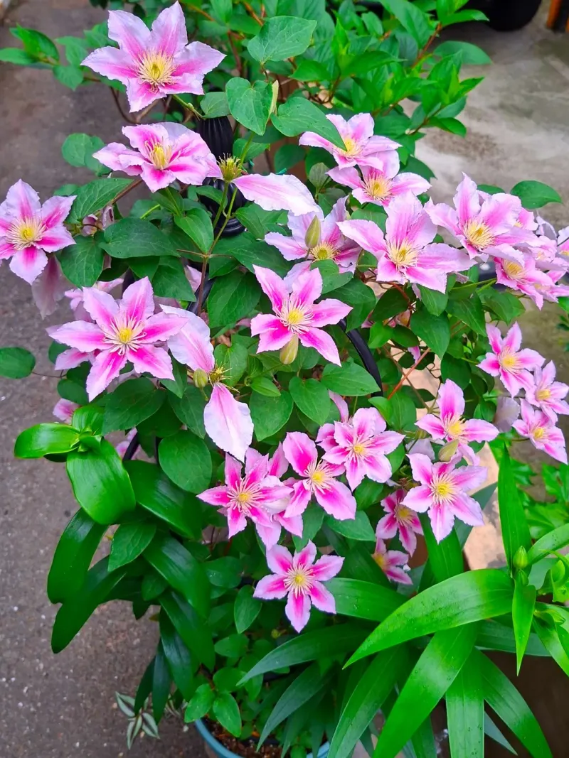 Step-By-Step Guide To Pruning Clematis In Tennessee