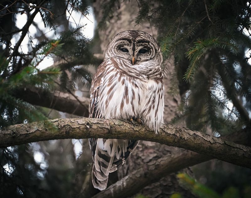 Steps To Take If An Owl Is Hooting Near Your Home