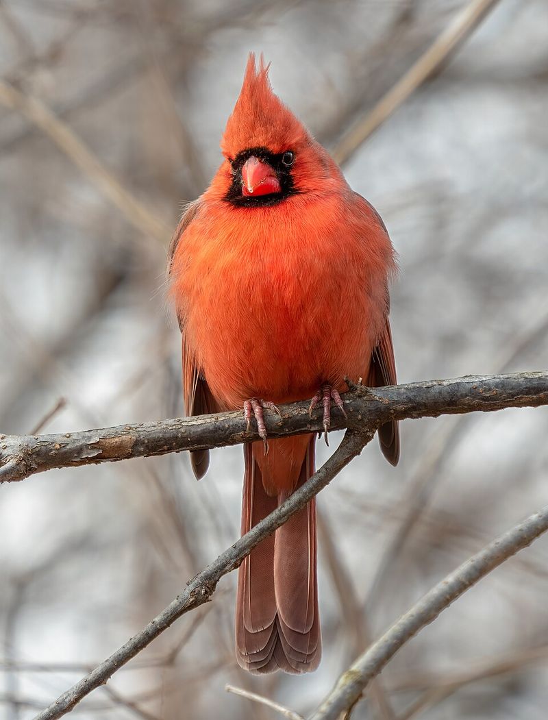 Steps To Take When You Spot A Cardinal Steps To Take When You Spot A Cardinal