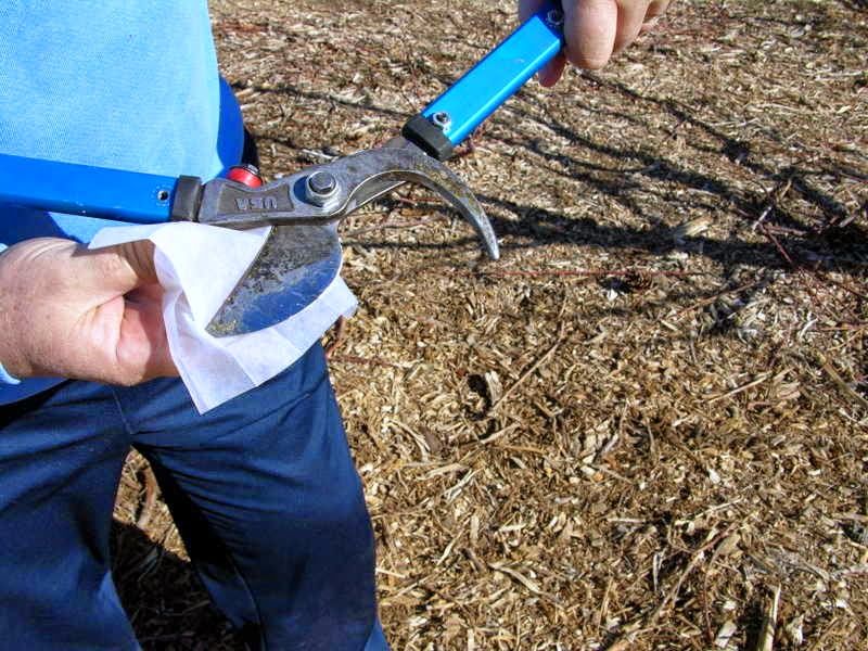 Sterilize Pruning Tools Before Moving To Another Tree