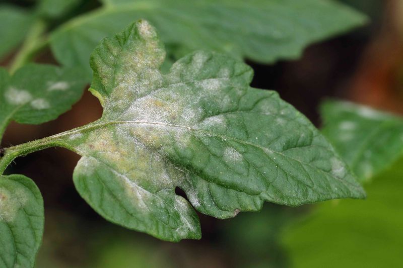 Sticky Honeydew Shows Up Before Major Damage