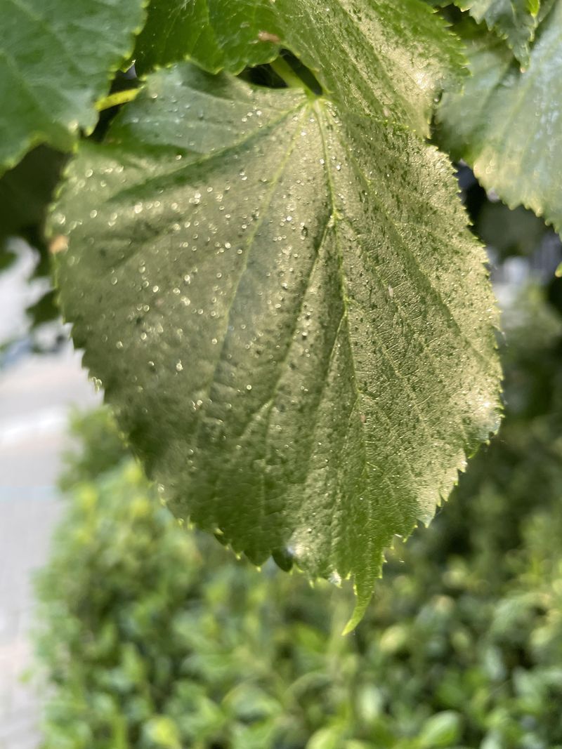 Sticky Leaves Are One Of The Biggest Warning Signs Sticky Leaves Are One Of The Biggest Warning Signs