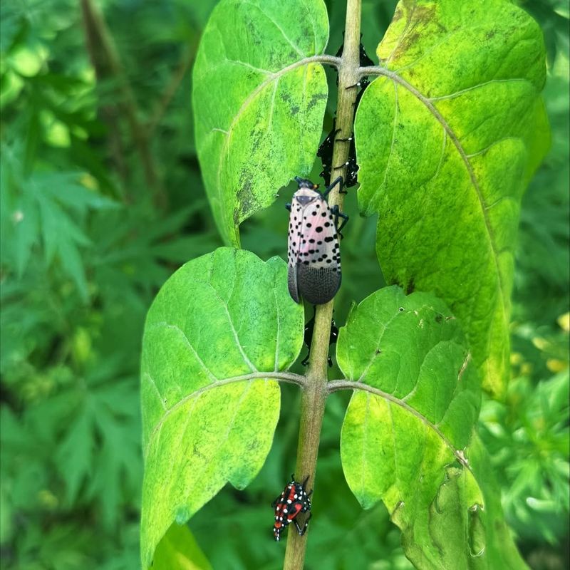 Sticky Leaves Under Favorite Host Plants