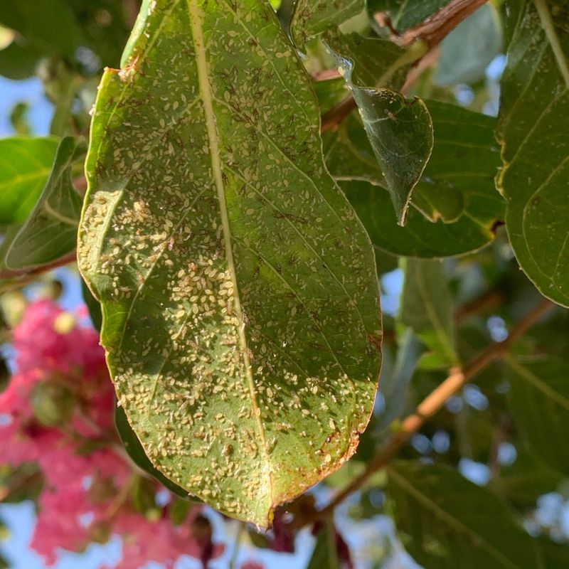 Sticky Leaves Usually Mean Honeydew