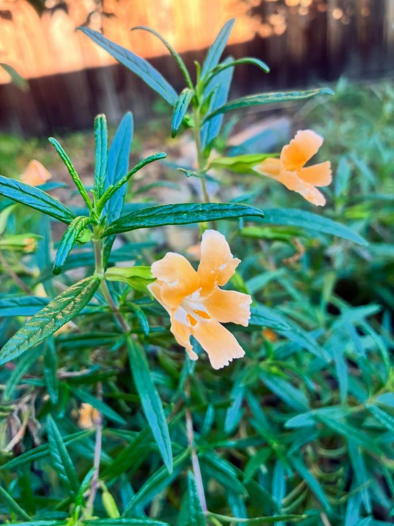 Sticky Monkeyflower Blooms Without Constant Attention