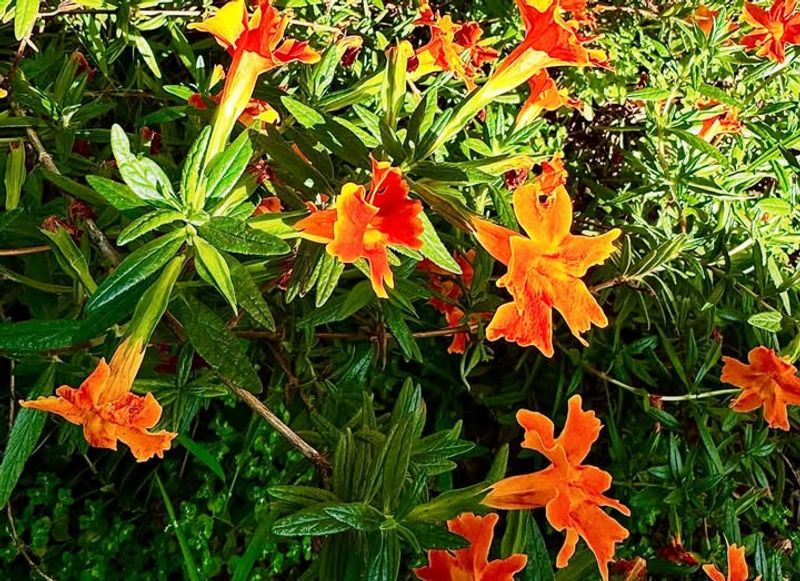 Sticky Monkeyflower Supports Bees And Butterflies Sticky Monkeyflower Supports Bees And Butterflies