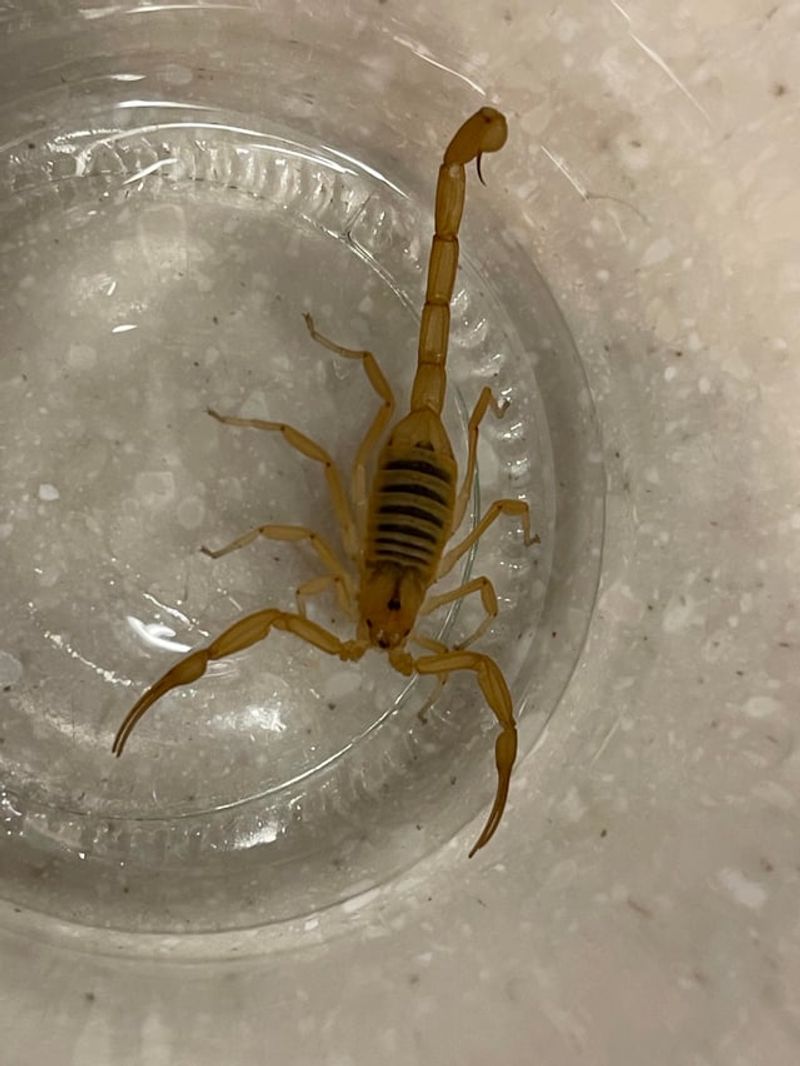 Sticky Traps Can Help Monitor Indoor Activity