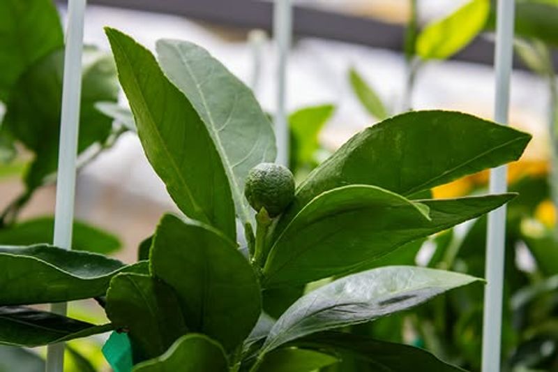 Still Check Citrus New Growth Still Check Citrus New Growth