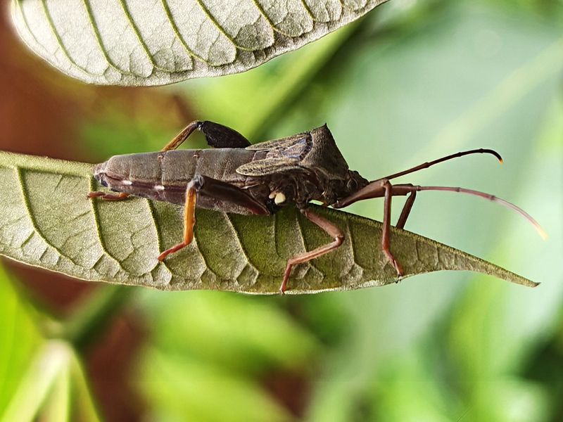 Stink Bugs And Leaf-Footed Bugs Target Fruiting Crops