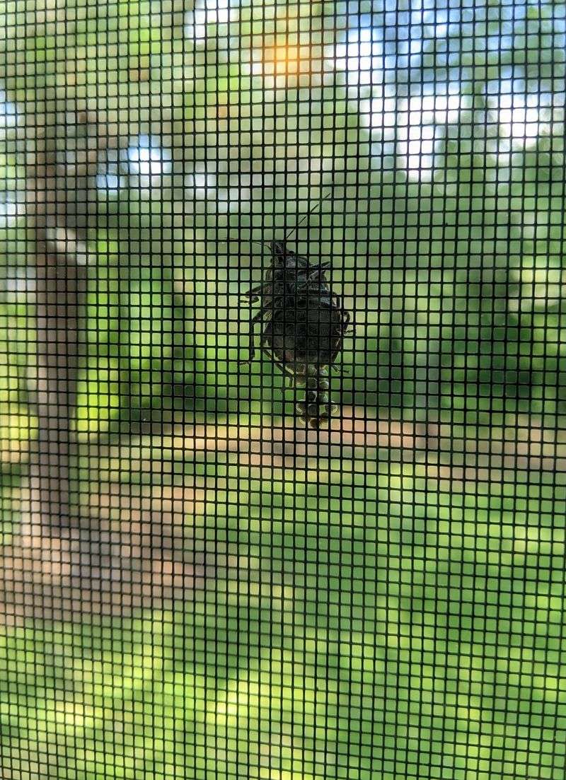 Stink Bugs Come In Through Gaps You Probably Haven't Noticed