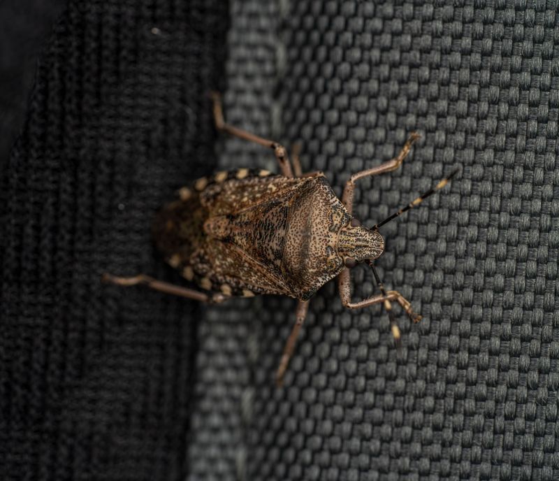Stink Bugs Enter Tennessee Homes In Summer To Escape The Heat