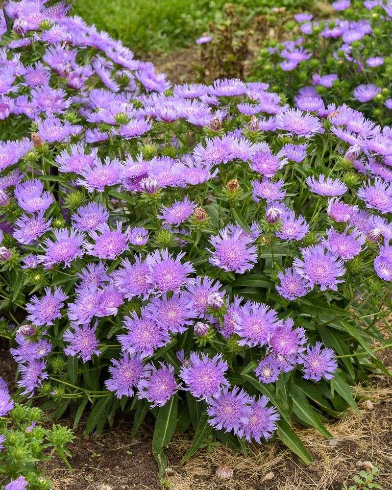 Stoke's Aster Adds Cheerful Blooms In Sunny Beds
