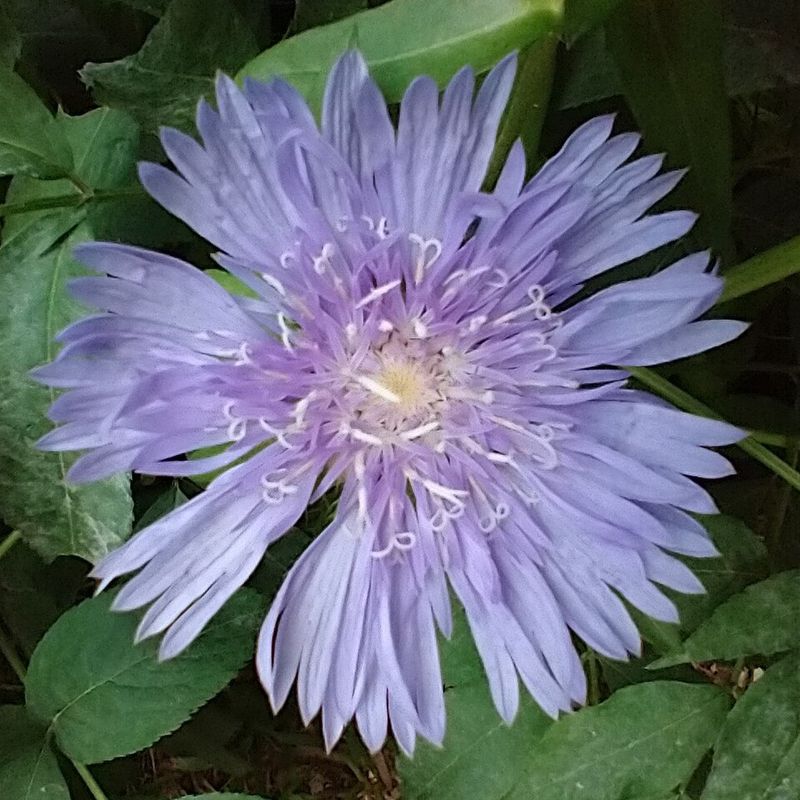 Stokes' Aster Gives Borders Big Bloom Energy