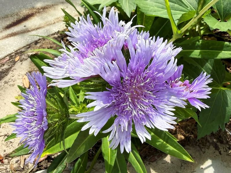 Stokes Aster