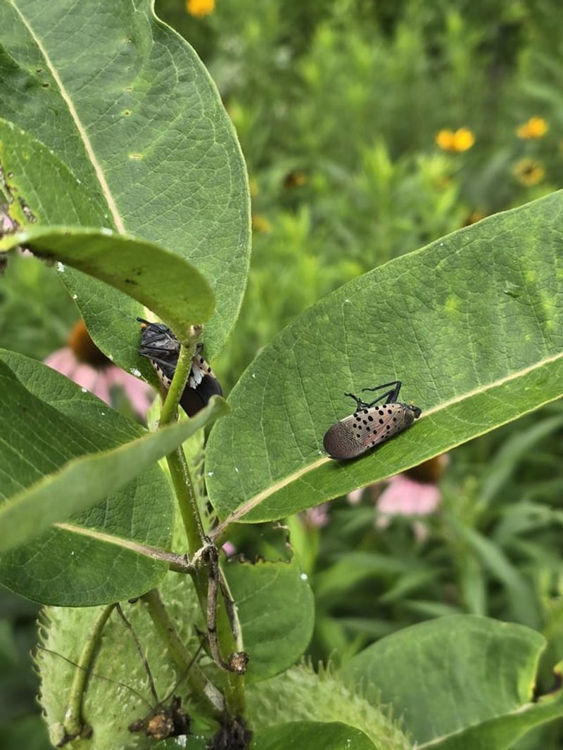 Stomp Adults And Nymphs On Sight