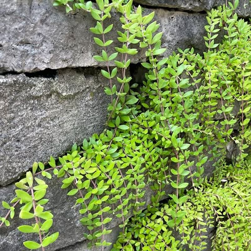 Stonecrop