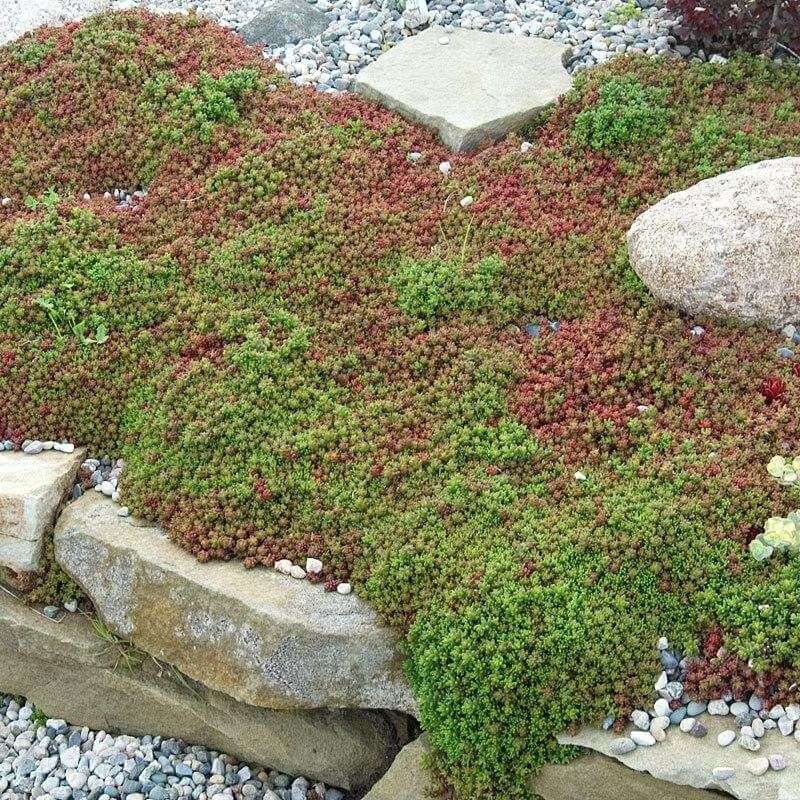 Stonecrop Keeps Hot Walkway Edges Neat And Dry Stonecrop Keeps Hot Walkway Edges Neat And Dry