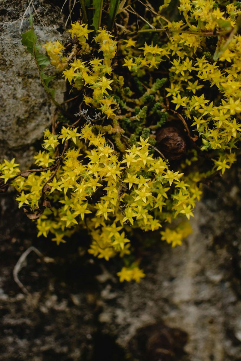 Stonecrop