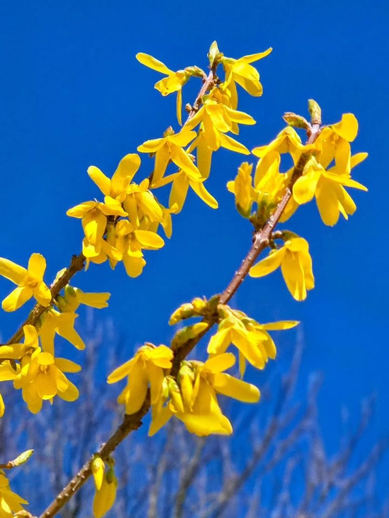 Stop Before Summer Buds Form Stop Before Summer Buds Form