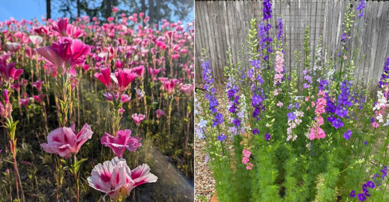 Stop Buying Seeds Every Spring, These 9 Flowers Return On Their Own In Oregon