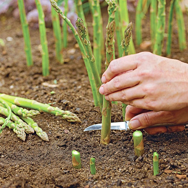 Stop Cutting Asparagus After Late June Stop Cutting Asparagus After Late June