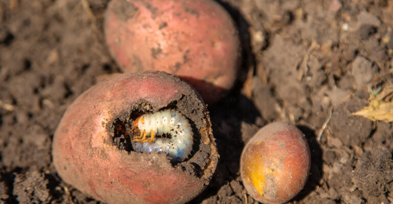 Stop Doing These 8 Things If You Have Grubs In Your Minnesota Lawn