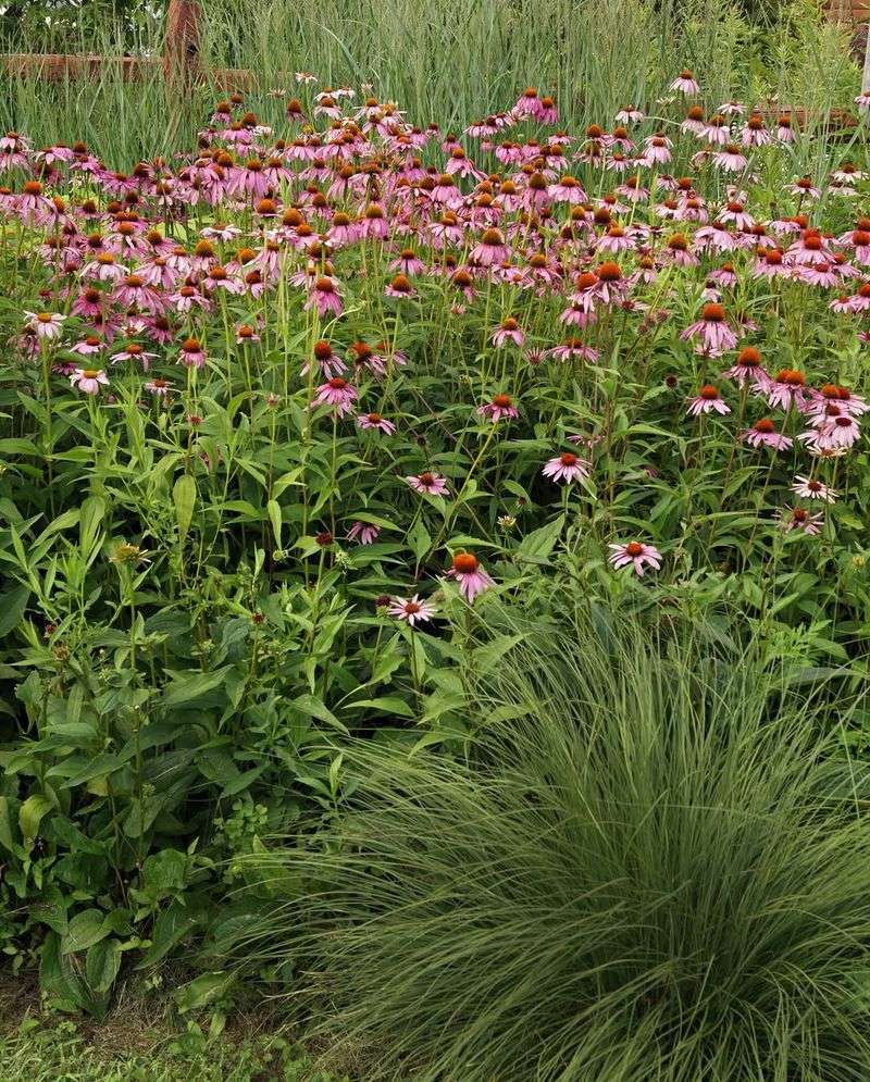 Stop Feeding Them Like Hungry Annuals Stop Feeding Them Like Hungry Annuals