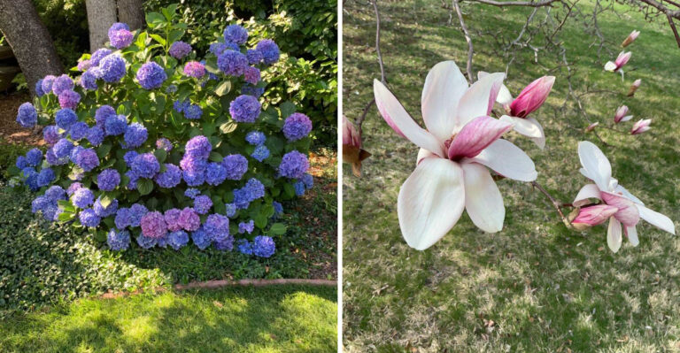 Stop Feeding These Plants Before Georgia Summer Turns Your Yard Into A Furnace