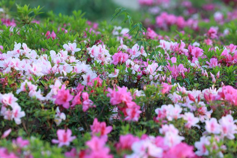Stop Fertilizing By Midsummer