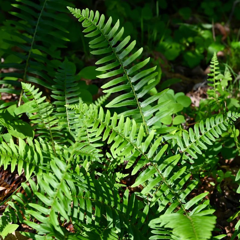 Stop Fighting Maples With Thirsty Shade Plants Stop Fighting Maples With Thirsty Shade Plants