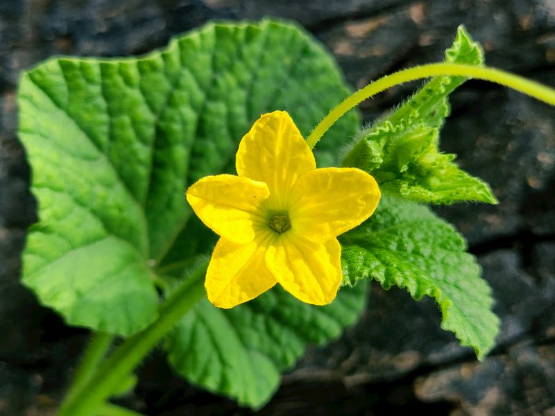 Stop Ignoring Pollination, Each Flower Needs 8 To 12 Bee Visits