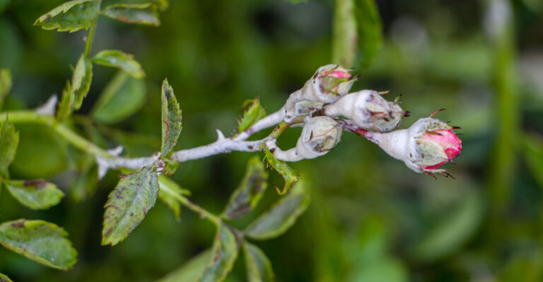 Stop Making These 7 Mistakes With Powdery Mildew On Maryland Roses