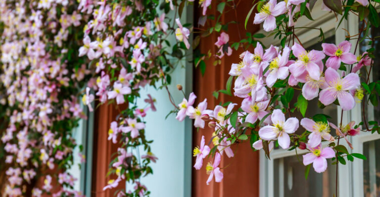Stop Making These 8 Clematis Mistakes If You Want More Blooms