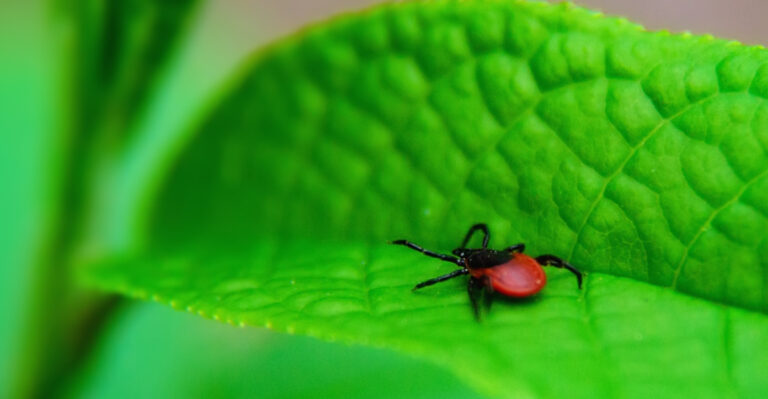 Stop Making These 8 Yard Habits That Welcome Ticks Into Your Massachusetts Backyard