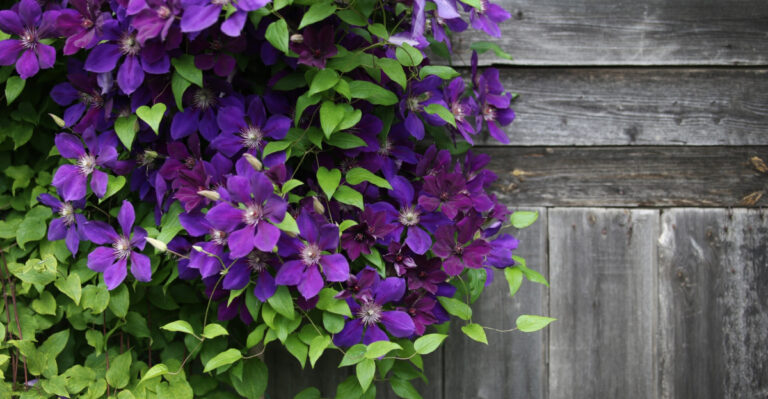 Stop Making These 9 Mistakes With Your Climbing Clematis