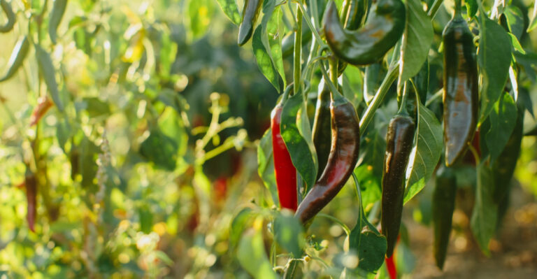 Stop Making These Cool Night Pepper Mistakes In Virginia
