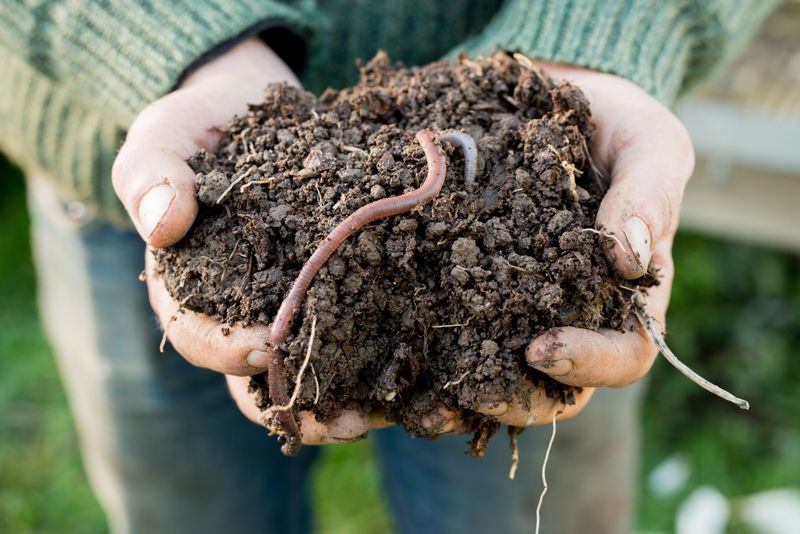 Stop Moving Soil Compost And Plants From Infested Beds