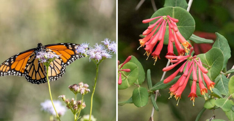 Stop Planting Butterfly Bush In Texas (These Natives Bloom Longer And Actually Help Butterflies)