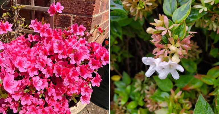 Stop Planting Knockout Roses In Georgia — These Alternatives Bloom Longer
