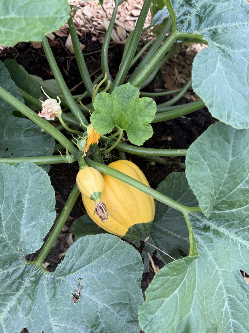 Stop Planting New Seeds And Let The Plant Focus