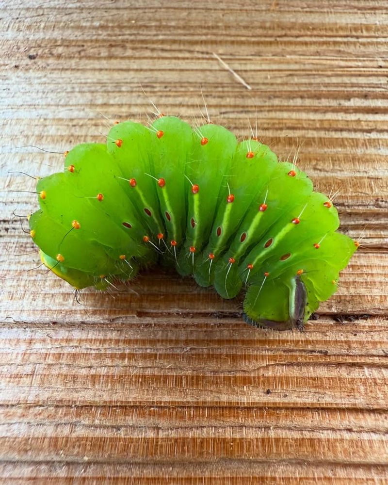 Stop Spraying The Caterpillars You Want To Keep Stop Spraying The Caterpillars You Want To Keep