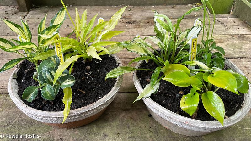 Stop Sprinkling Leaves And Soak The Soil Instead Stop Sprinkling Leaves And Soak The Soil Instead